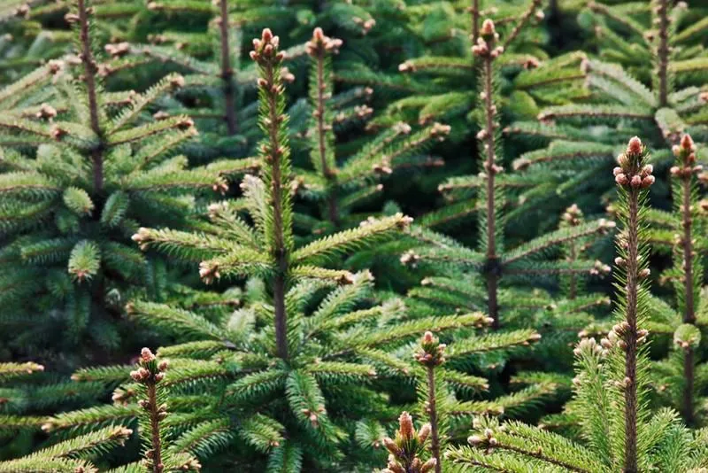 7ft Nordmann Fir Christmas Tree